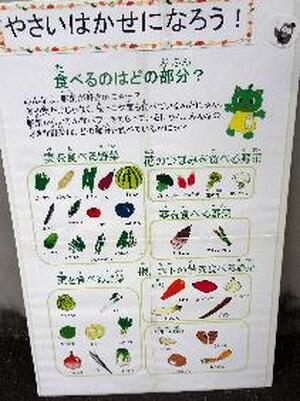 やさいはかせになろう　野菜のどの部分食べてる？