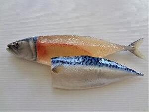 フードモデル（サバ）