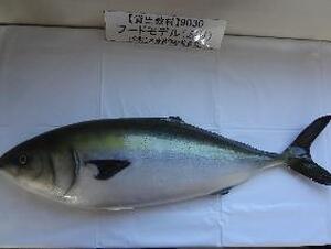 フードモデル（ブリ）