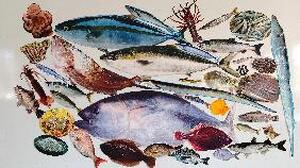 おさかな原寸大写真