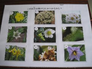 野菜と果物の花と実当てクイズ（パネル）