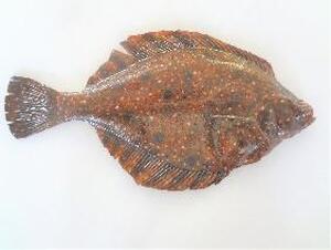 フードモデル（カレイ）