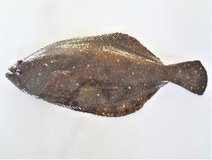 フードモデル（ヒラメ）